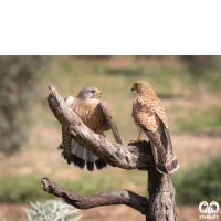 خانواده شاهینیان Falconidae